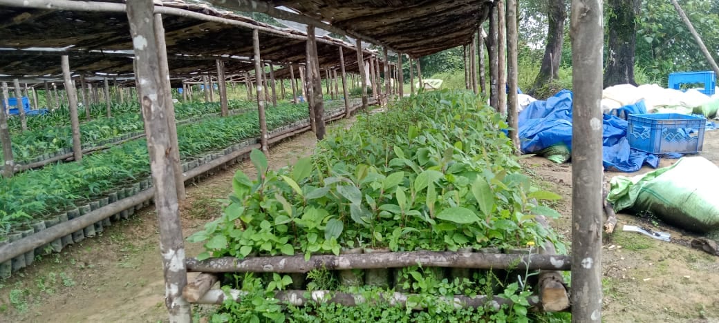 Young seedlings growing in nursery beds